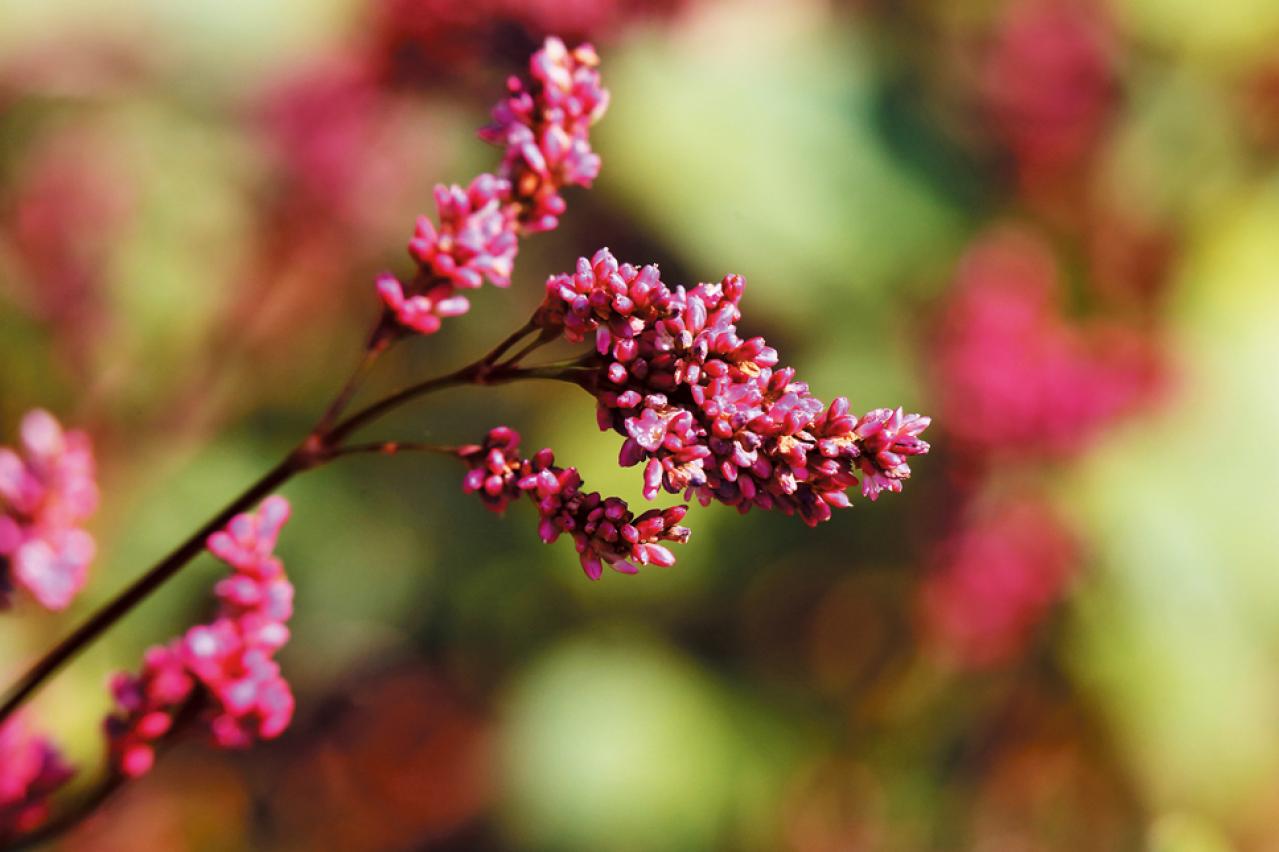 【ガーデニング】育てて楽しいハーブ【アイ】の栽培方法と活用アイデア2選（画像5）