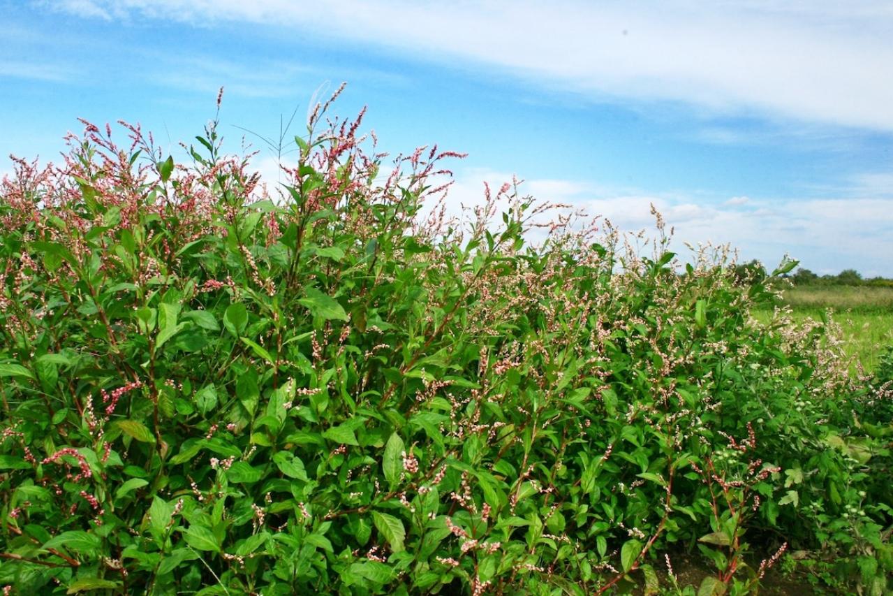 【ガーデニング】育てて楽しいハーブ【アイ】の栽培方法と活用アイデア2選