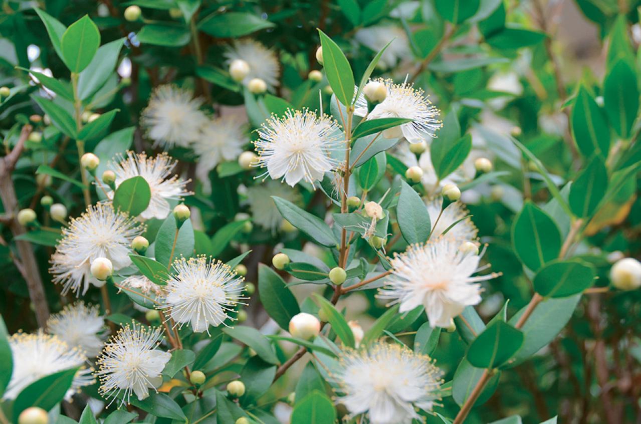 【ガーデニング】育てて楽しいハーブ【マートル】の栽培方法と活用アイデア2選（画像5）