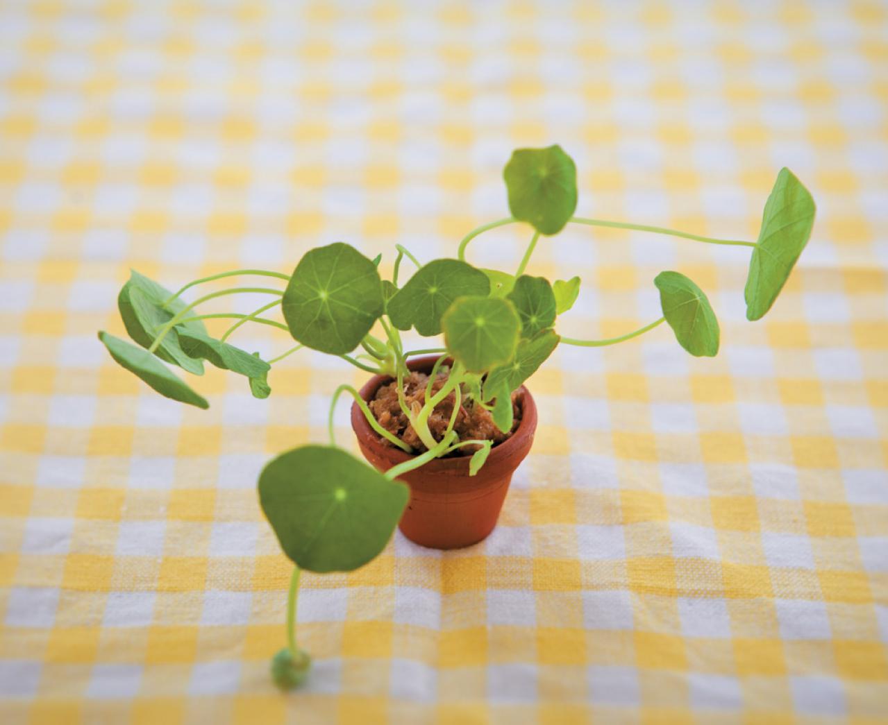 【ガーデニング】育てて楽しいハーブ【ナスタチウム】の栽培方法と活用アイデア2選（画像9）