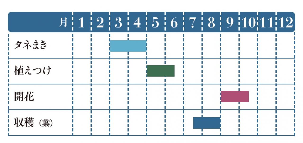 【ガーデニング】育てて楽しいハーブ【アイ】の栽培方法と活用アイデア2選（画像2）