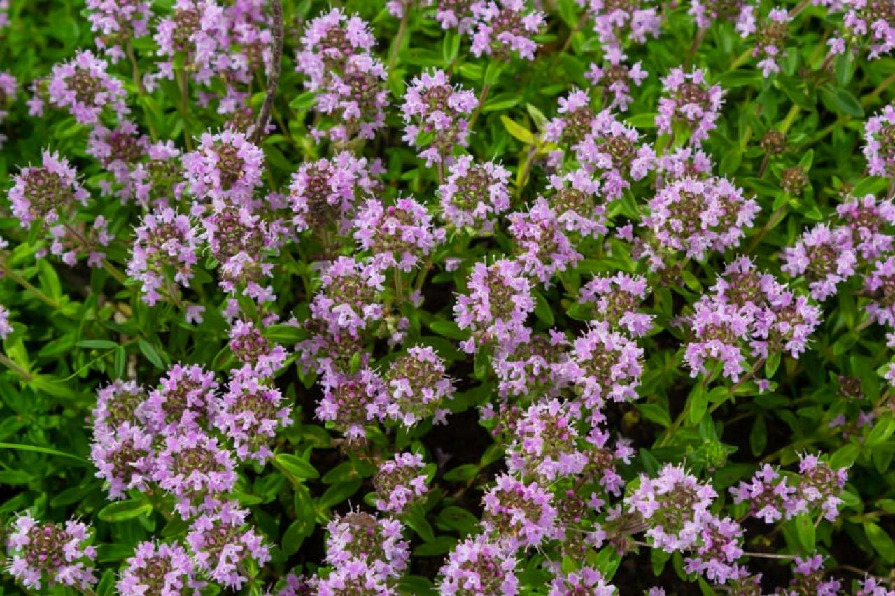 花咲くグラウンドカバーで雑草を防ぐ 8選【多年草】（画像8）