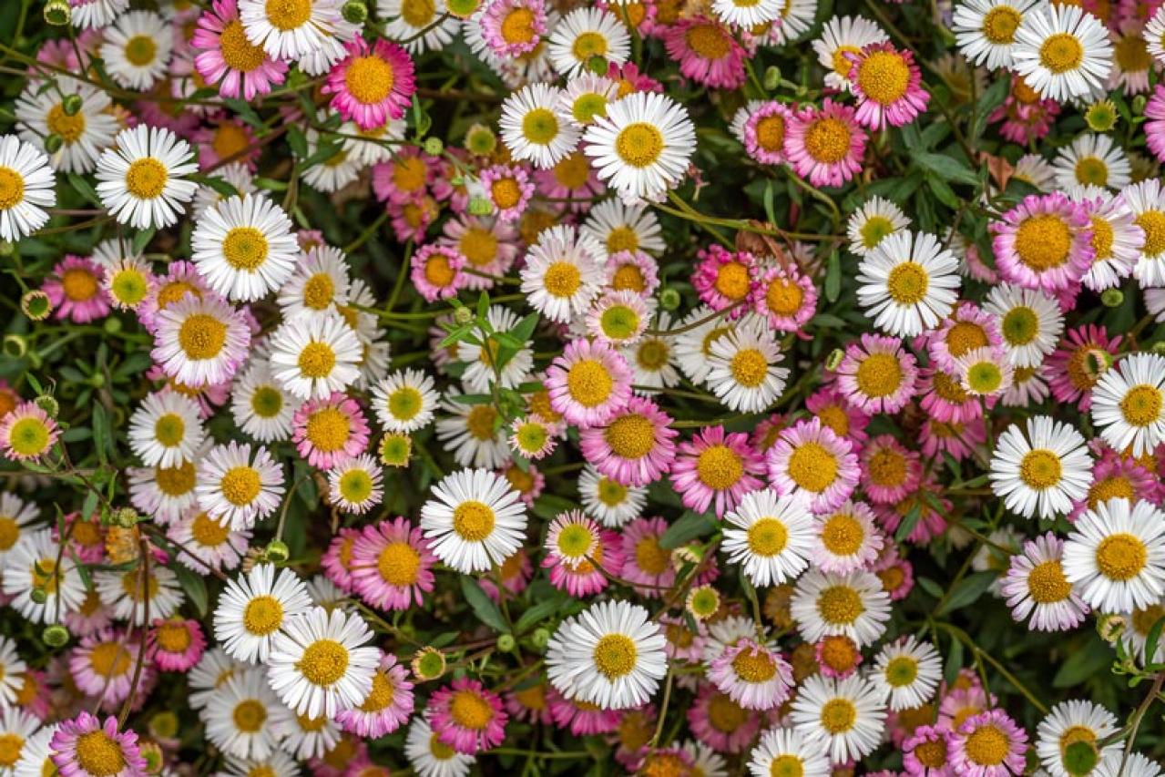 花咲くグラウンドカバーで雑草を防ぐ 8選【多年草】（画像11）