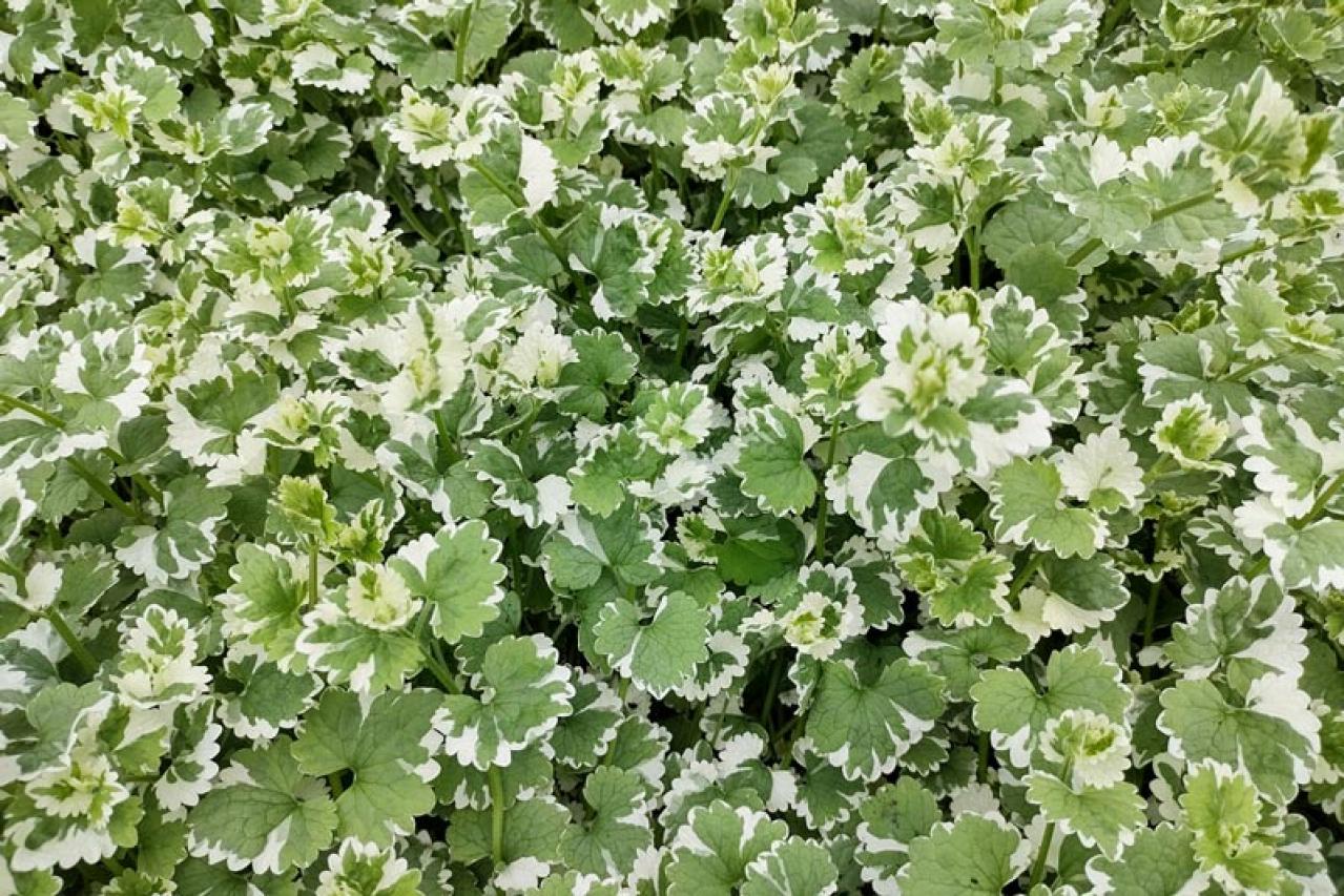 花咲くグラウンドカバーで雑草を防ぐ 8選【多年草】（画像7）