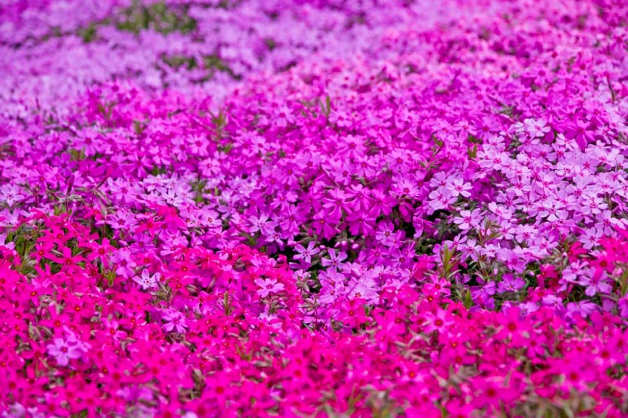 花咲くグラウンドカバーで雑草を防ぐ 8選【多年草】（画像5）