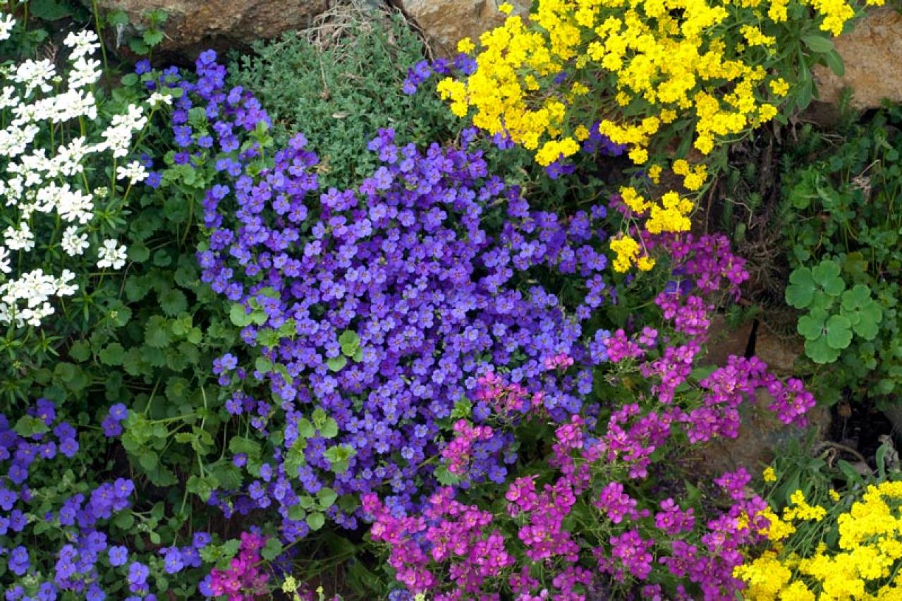 花咲くグラウンドカバーで雑草を防ぐ 8選【多年草】（画像2）