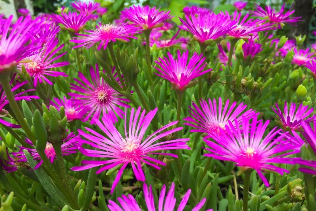 花咲くグラウンドカバーで雑草を防ぐ 8選【多年草】（画像10）