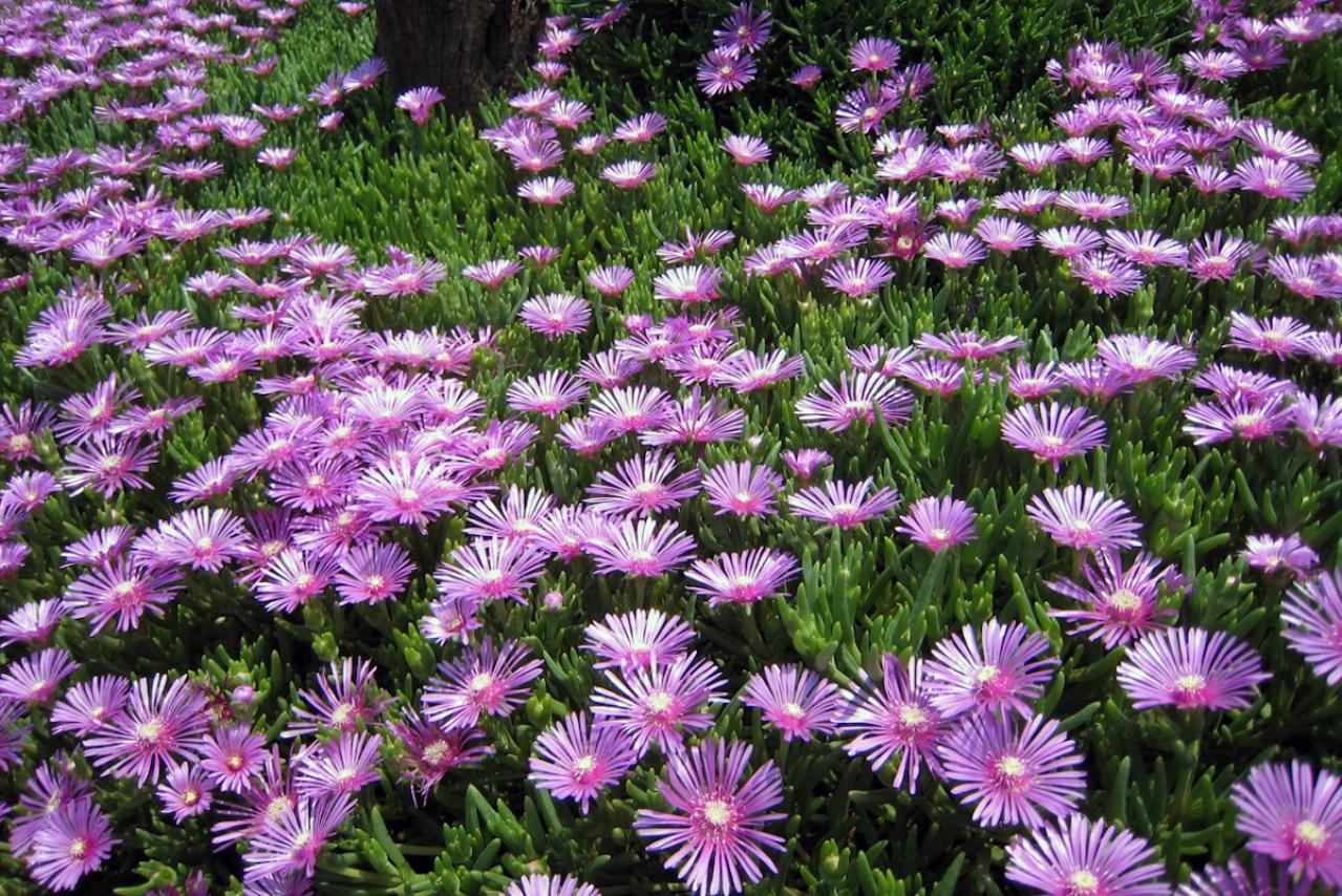 5月8日の花とは？【366日の誕生花と幸せの花言葉】