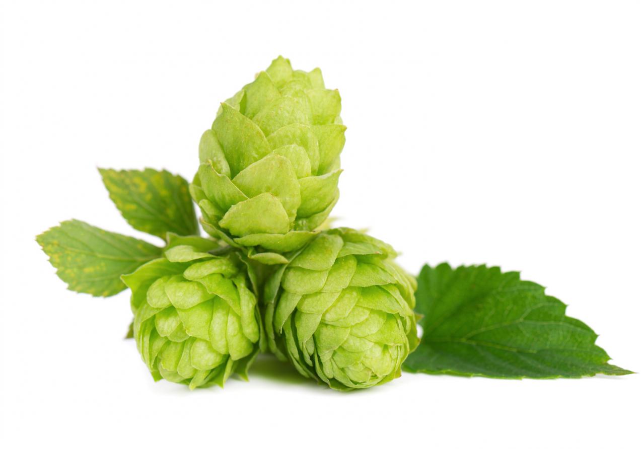 疲労回復におすすめのお酒は「ビール or 赤ワイン」？ 医師監修【疲れにくい体を作る食事術】（画像5）