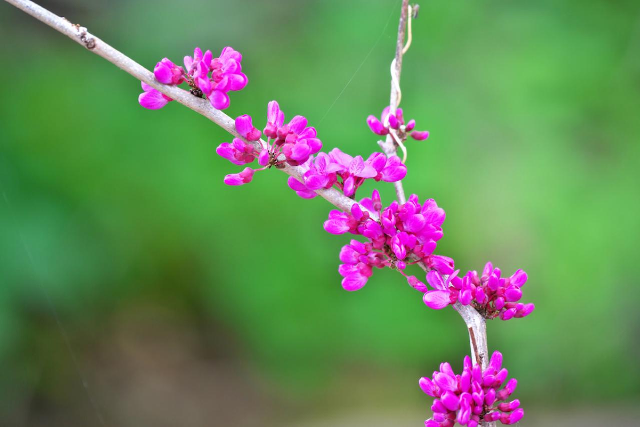 5月6日の花とは？【366日の誕生花と幸せの花言葉】
