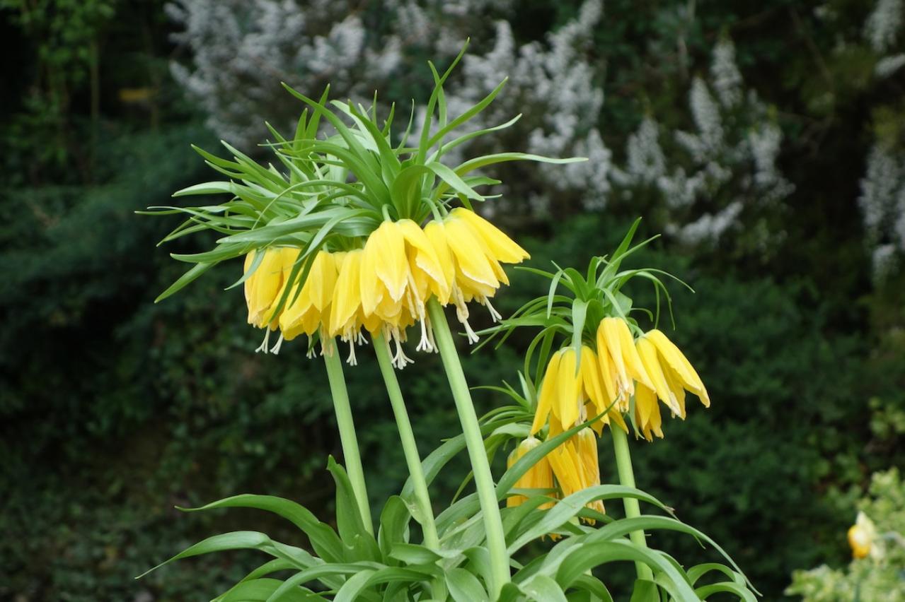 5月4日の花とは？【366日の誕生花と幸せの花言葉】
