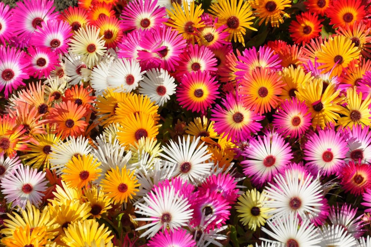 5月7日の花とは？【366日の誕生花と幸せの花言葉】