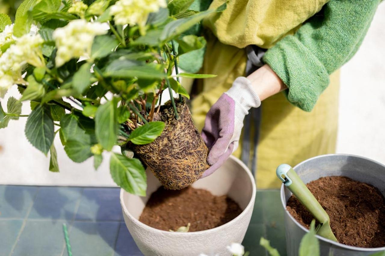 【ガーデニング】アジサイを長く楽しむには？買った後のお世話、色の変化のヒミツも  （画像7）