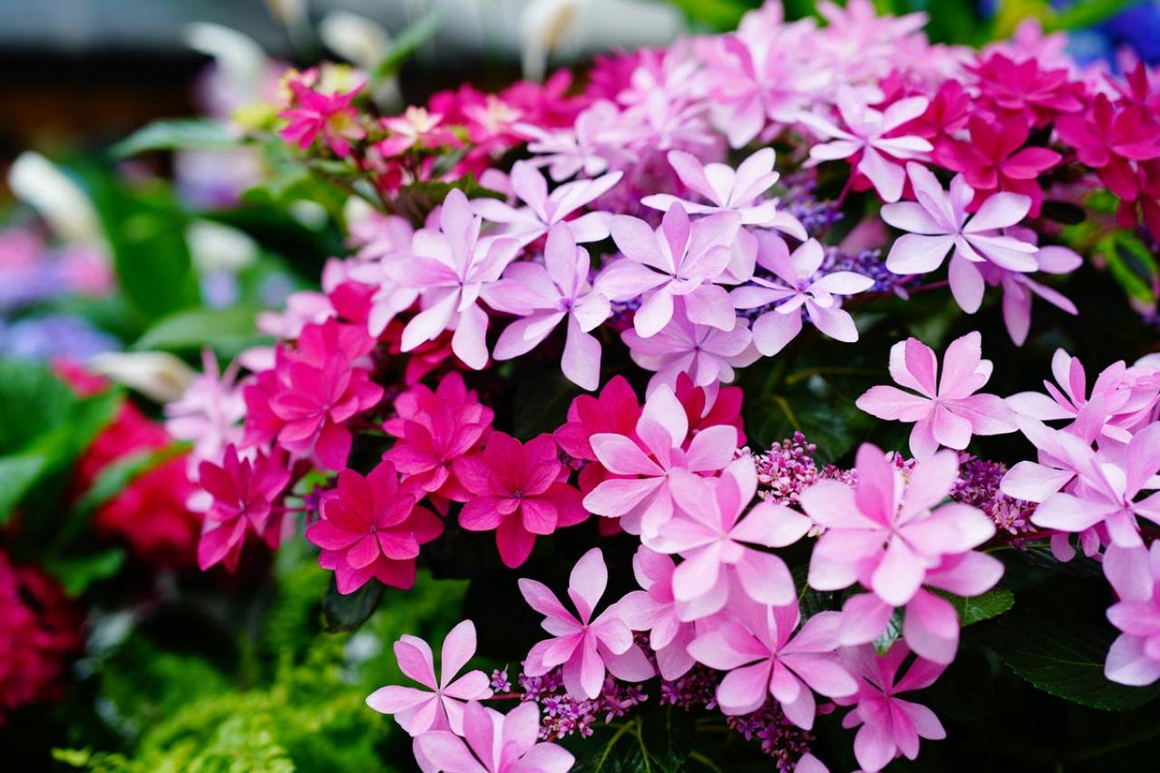 【ガーデニング】アジサイを長く楽しむには？買った後のお世話、色の変化のヒミツも  