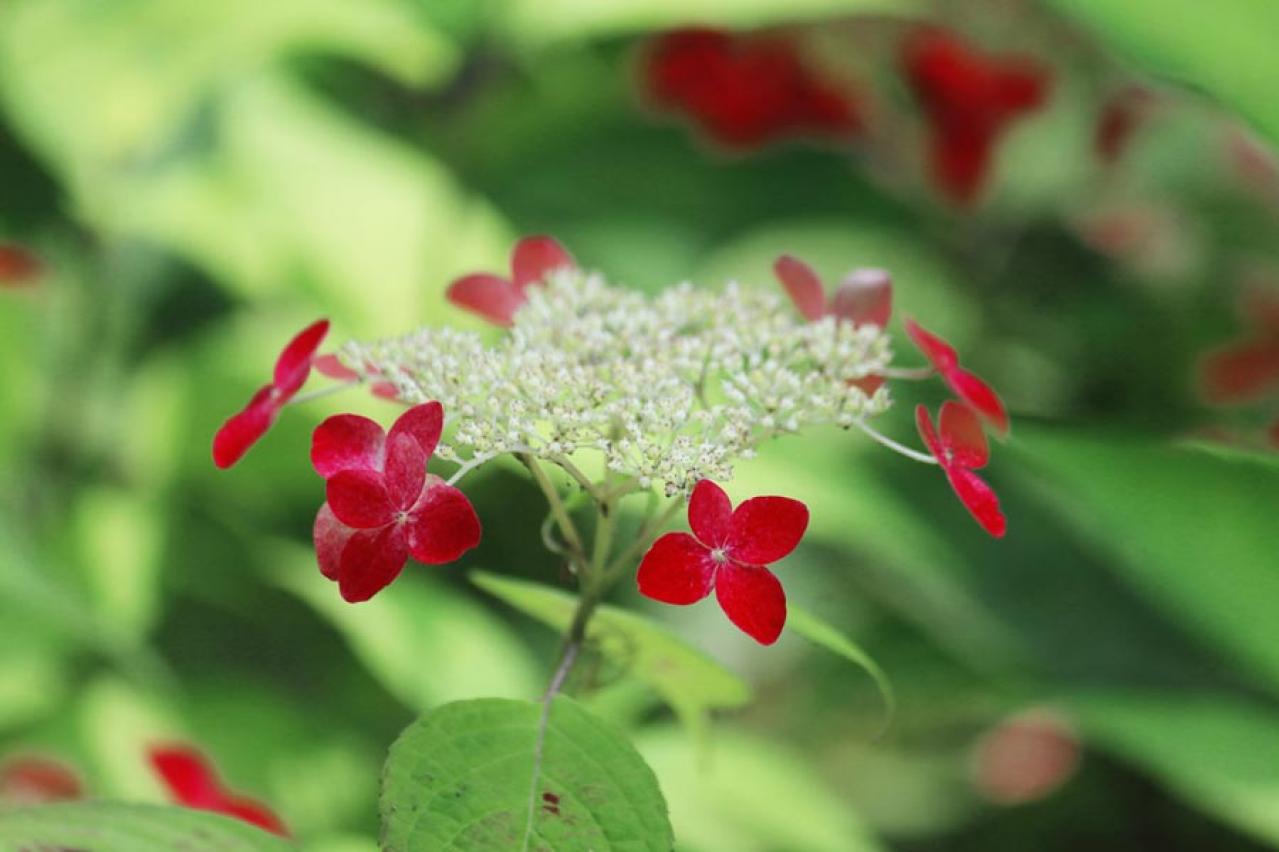 【ガーデニング】アジサイを長く楽しむには？買った後のお世話、色の変化のヒミツも  （画像9）