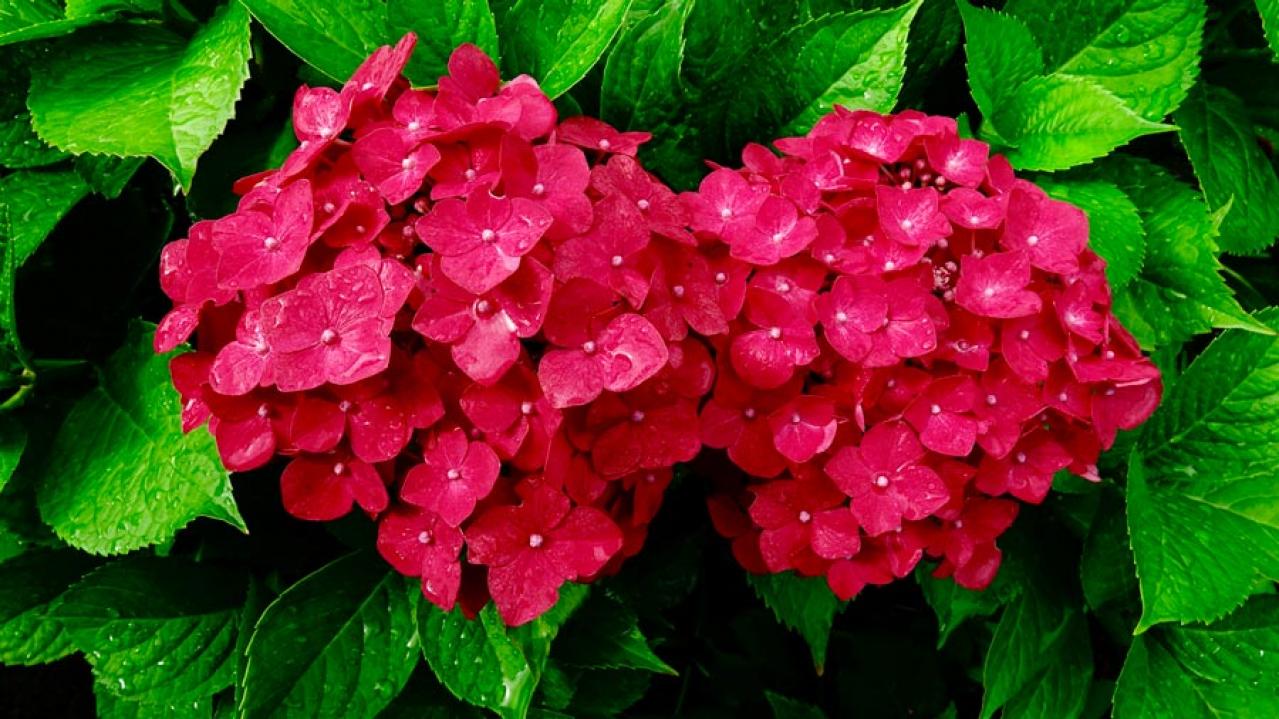 【ガーデニング】アジサイを長く楽しむには？買った後のお世話、色の変化のヒミツも  （画像3）