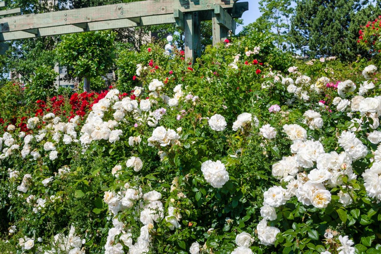 【ガーデニング】待ちに待ったバラの季節！ 関西以南のおすすめバラ園［6選］（画像4）