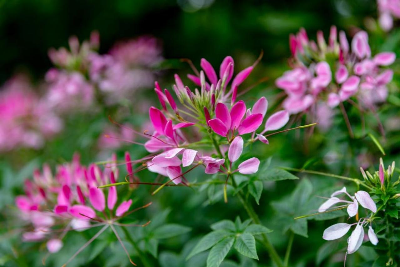 【ガーデニング】秋まで長く咲く一年草8選 タネから育ててみよう（画像10）