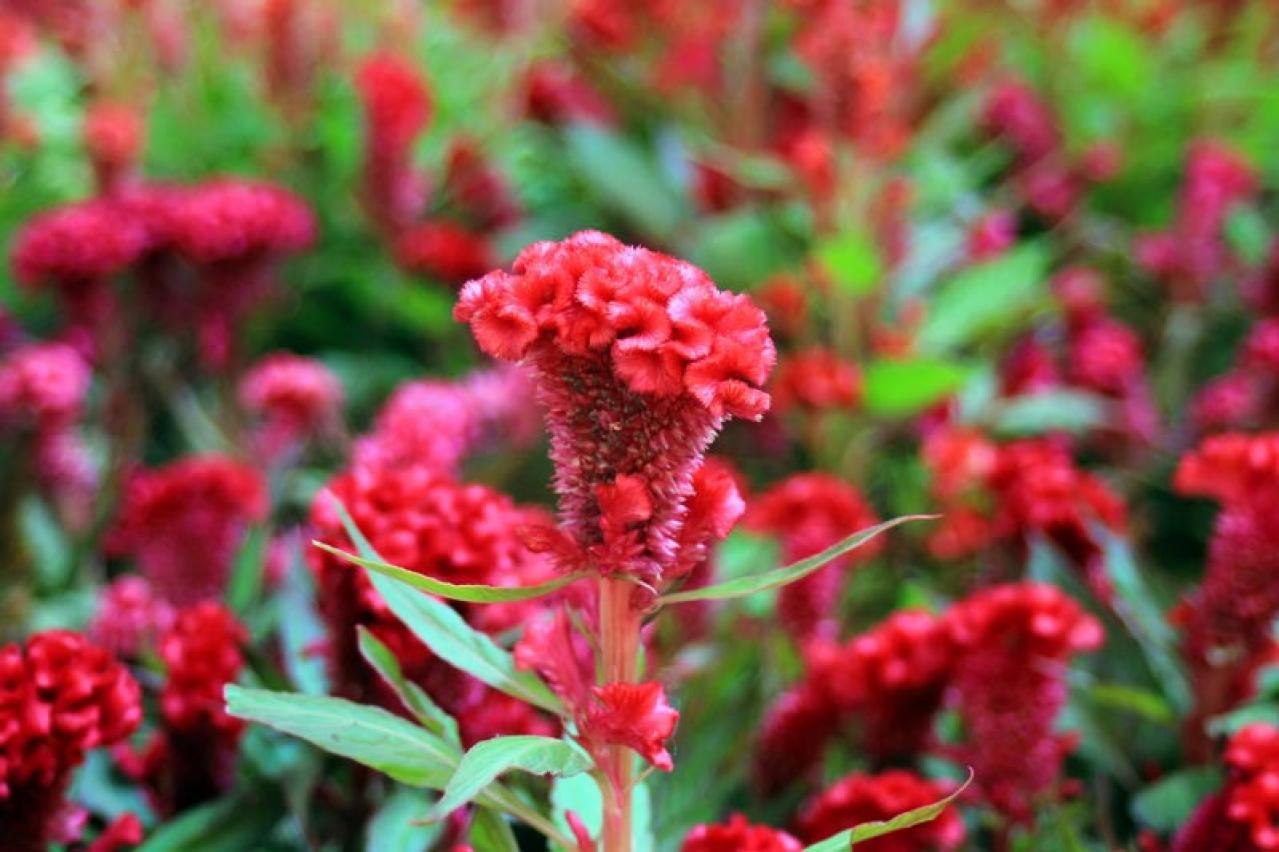 【ガーデニング】秋まで長く咲く一年草8選 タネから育ててみよう（画像11）