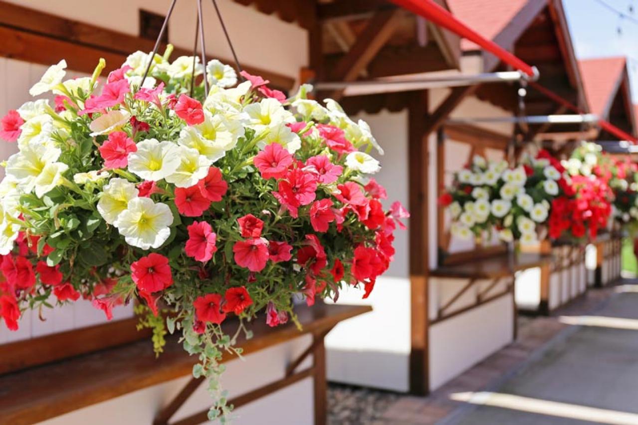 【ガーデニング】秋まで長く咲く一年草8選 タネから育ててみよう（画像2）