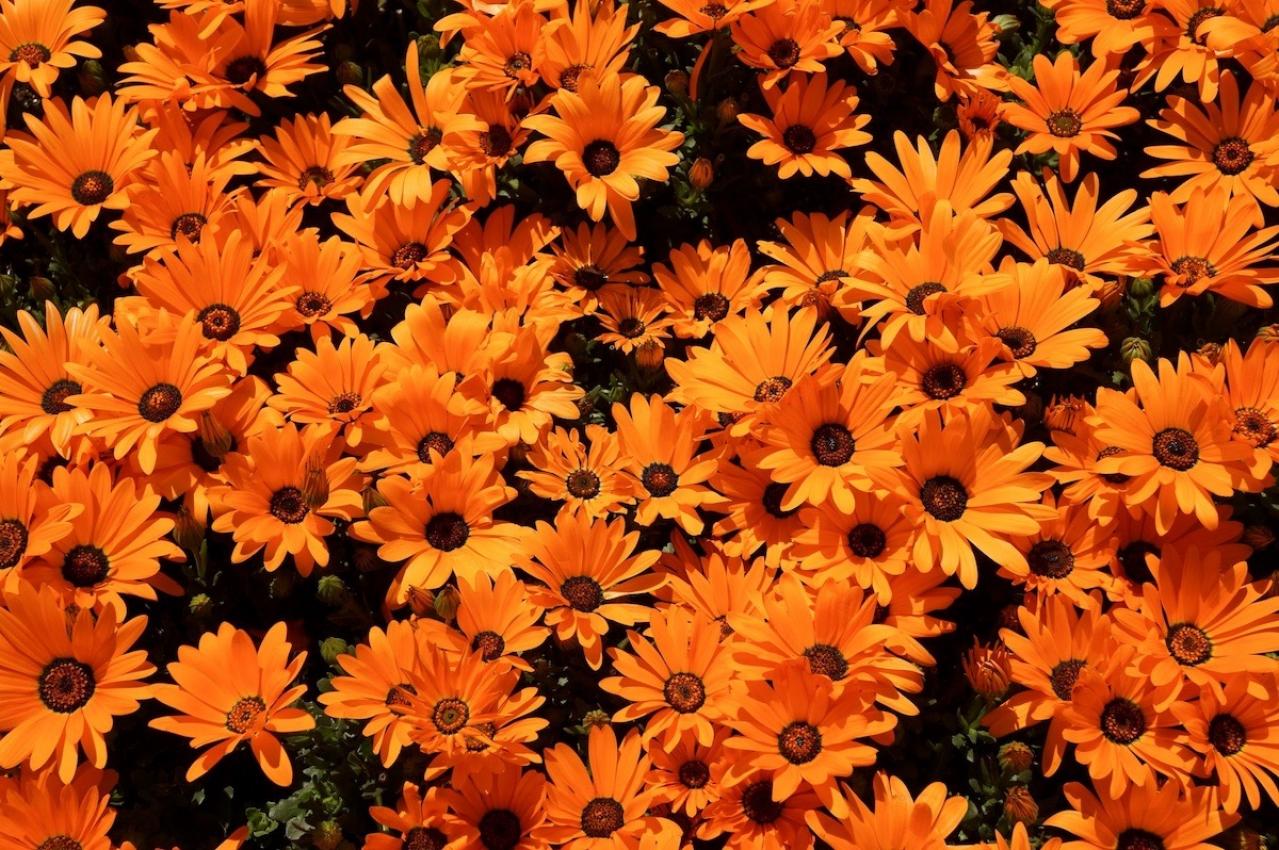 5月11日の花とは？【366日の誕生花と幸せの花言葉】