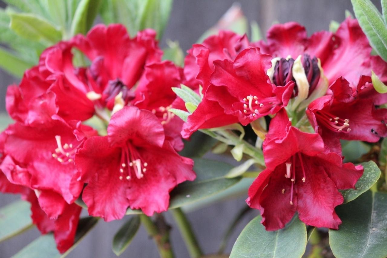 5月15日の花とは？【366日の誕生花と幸せの花言葉】