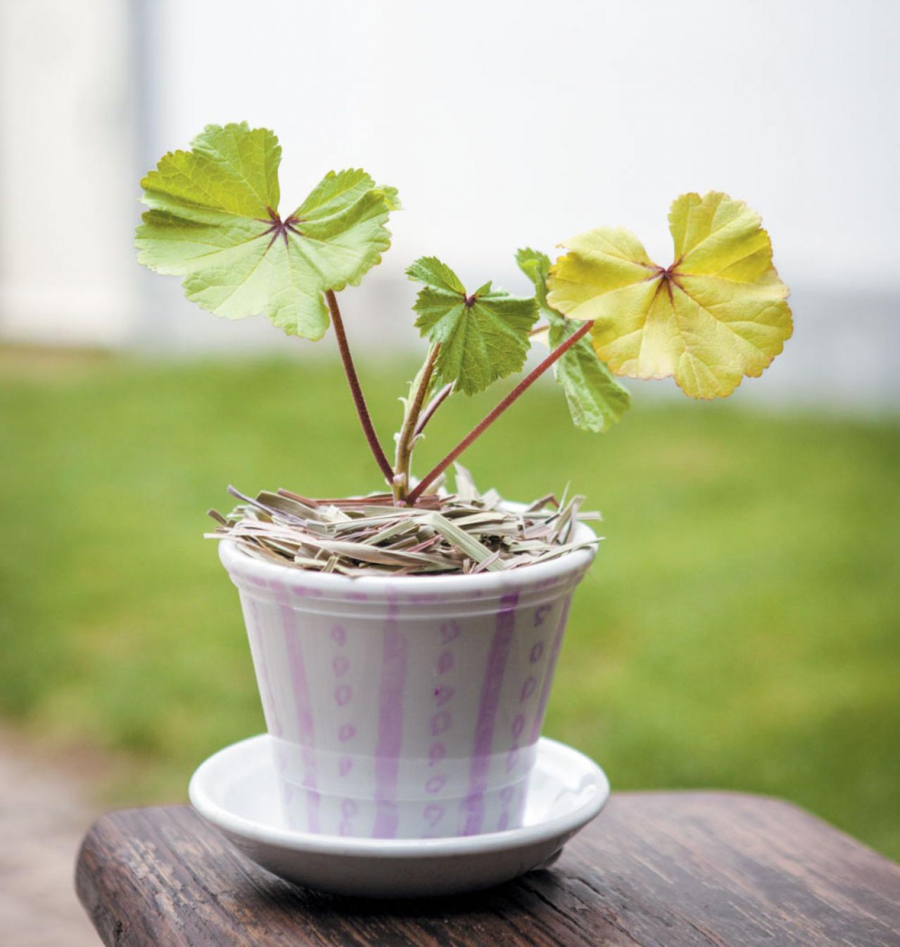 【ガーデニング】育てて楽しい多年草ハーブ【マロウ】の栽培方法と活用アイデア3選（画像4）