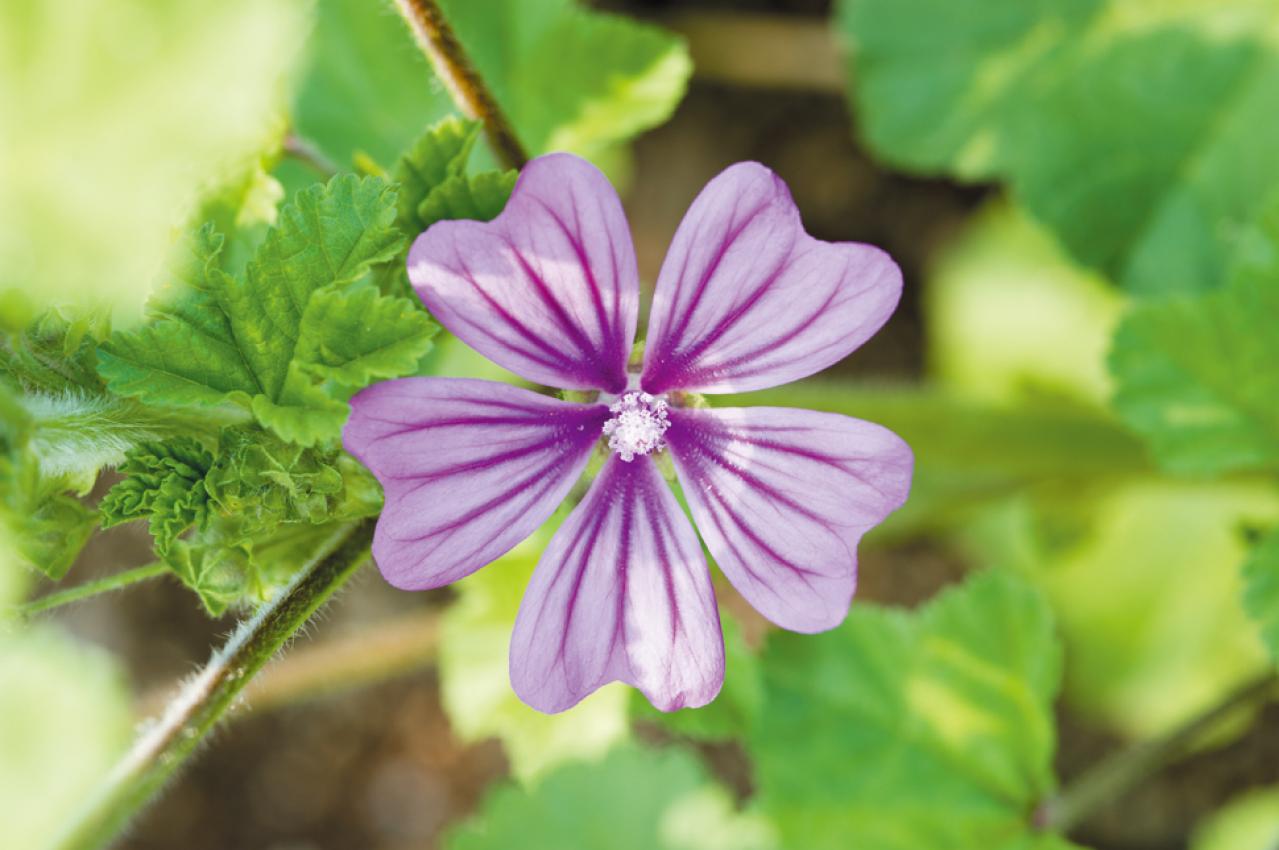 【ガーデニング】育てて楽しい多年草ハーブ【マロウ】の栽培方法と活用アイデア3選（画像5）