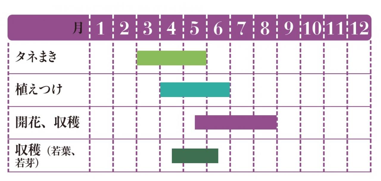 【ガーデニング】育てて楽しい多年草ハーブ【マロウ】の栽培方法と活用アイデア3選（画像2）
