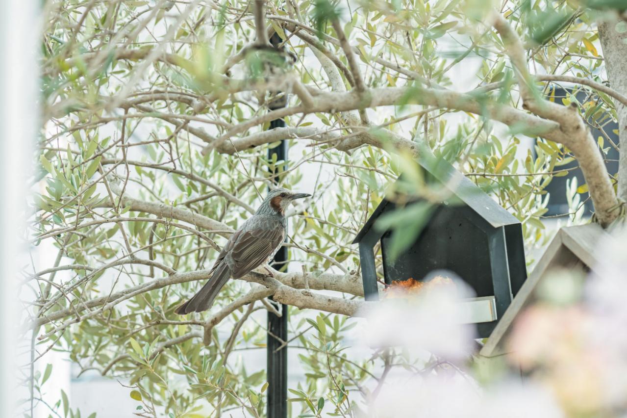 園芸研究家【吉谷桂子さん】暑さを避けながら植物とともに暮らすお宅を拝見｜真似したい！ 初夏の快適インテリア（画像8）
