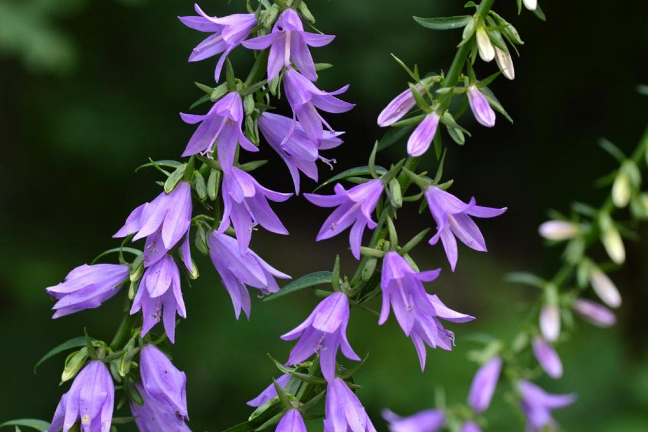 【ガーデニング】カンパニュラ　初夏に向けて涼やかに咲くベル状の花（画像7）