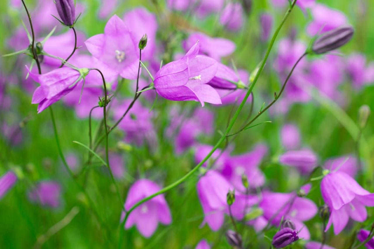 【ガーデニング】カンパニュラ　初夏に向けて涼やかに咲くベル状の花（画像8）