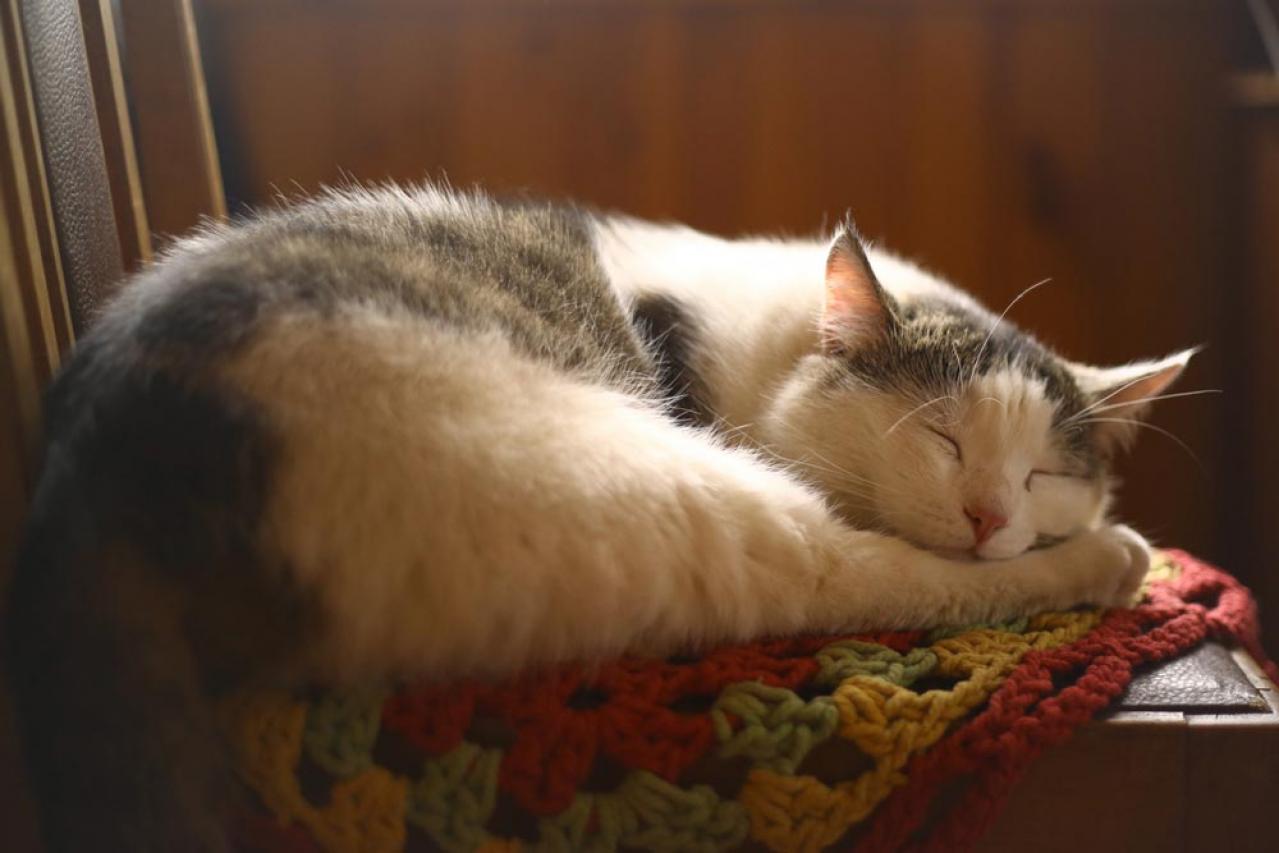 「70、80になってからじゃ遅い」60代の今こそすべきリフォーム【12のヒント】水回りより優先するのは？（画像5）