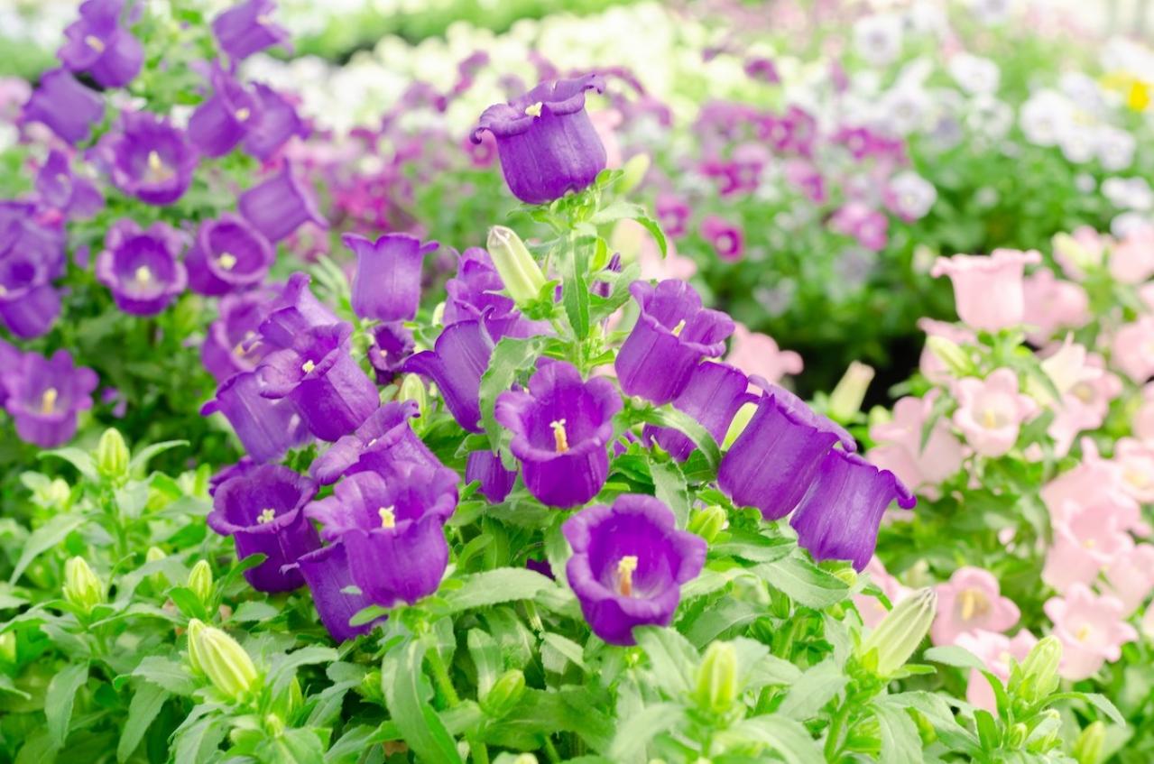 5月16日の花とは？【366日の誕生花と幸せの花言葉】