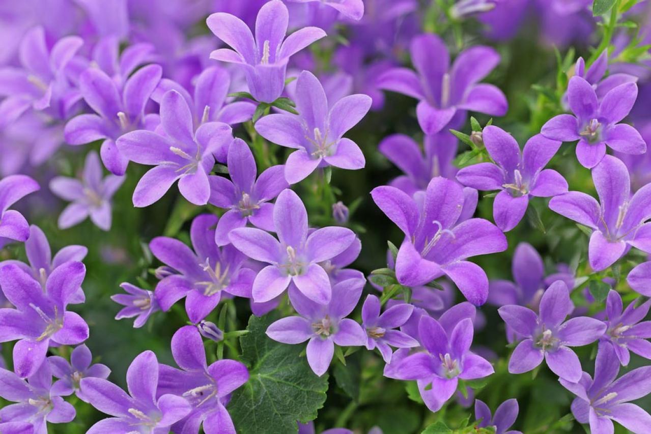 【ガーデニング】カンパニュラ　初夏に向けて涼やかに咲くベル状の花（画像2）