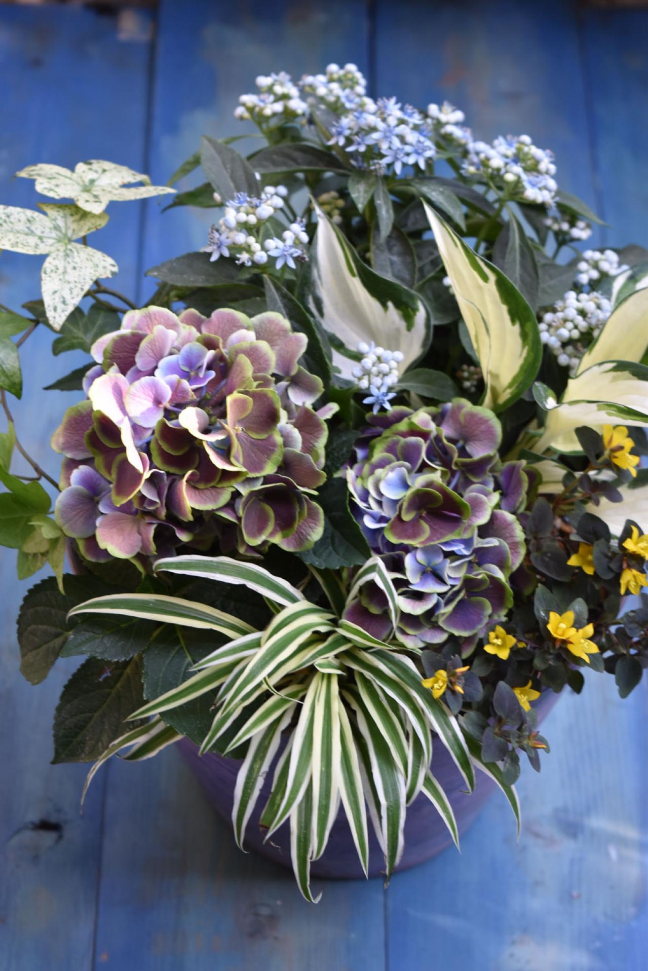 【ガーデニング】色の移ろいがすてき！ 吉谷桂子さんの「アンティークカラーのアジサイの寄せ植え」（画像2）