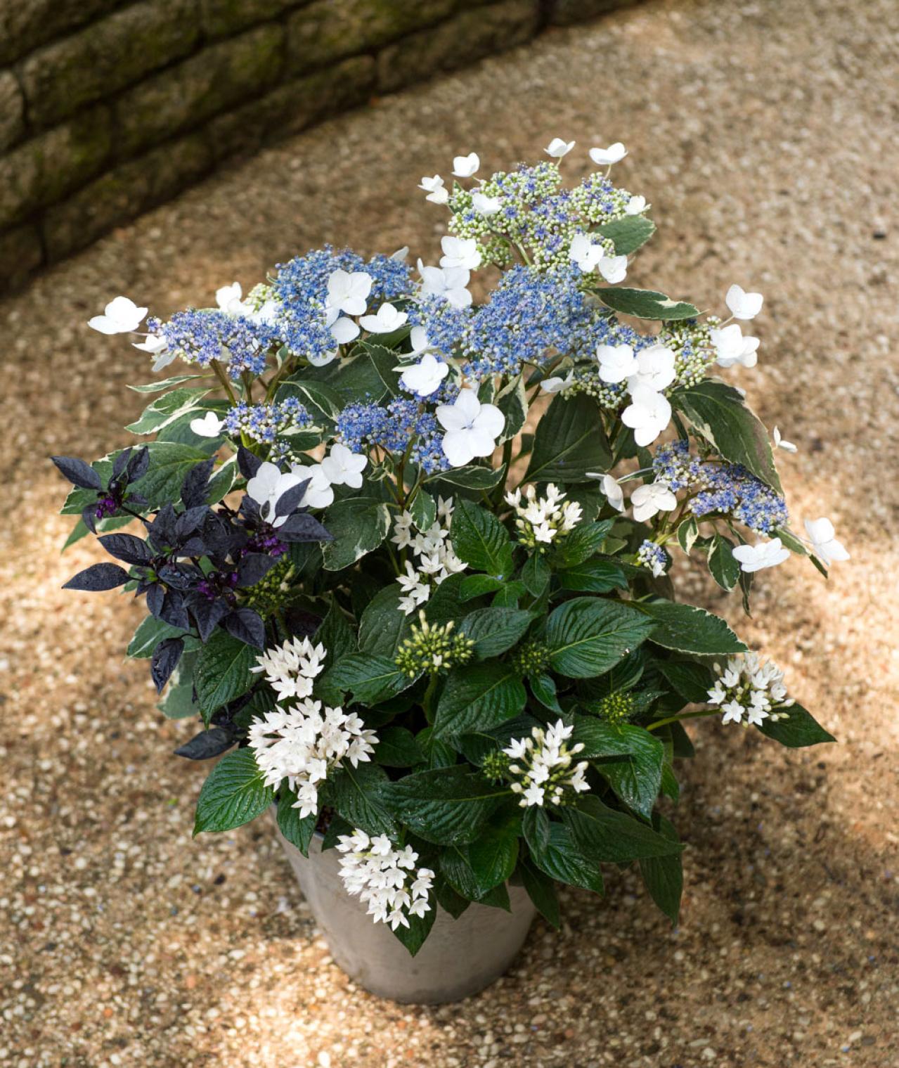 【ガーデニング】さわやかな花色を楽しむ！ 吉谷桂子さんの「ブルーのアジサイ」の寄せ植え（画像2）