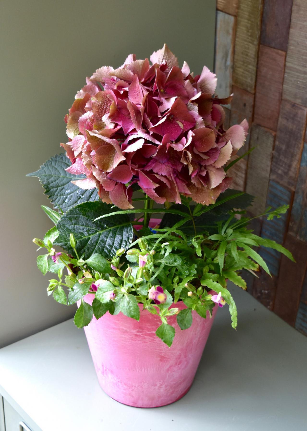 【ガーデニング】色の移ろいがすてき！ 吉谷桂子さんの「アンティークカラーのアジサイの寄せ植え」（画像6）