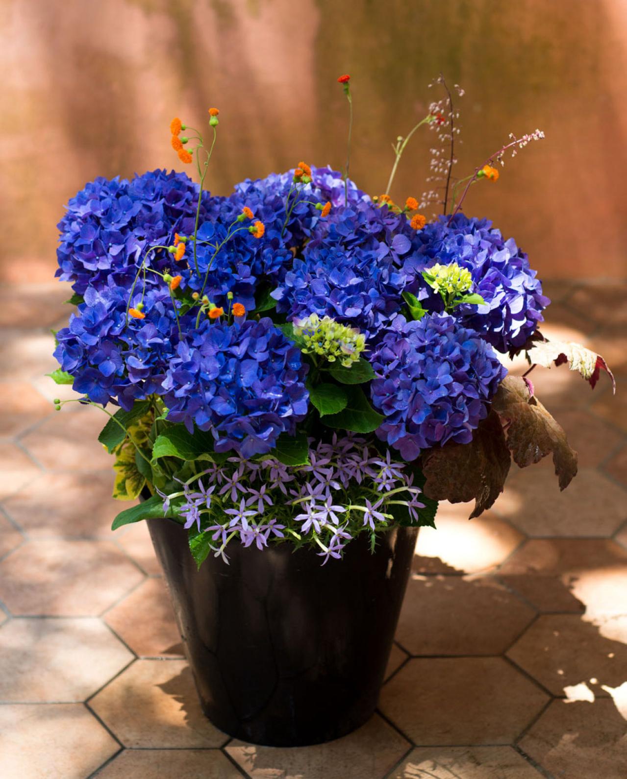 【ガーデニング】さわやかな花色を楽しむ！ ブルーのアジサイの寄せ植え（画像5）