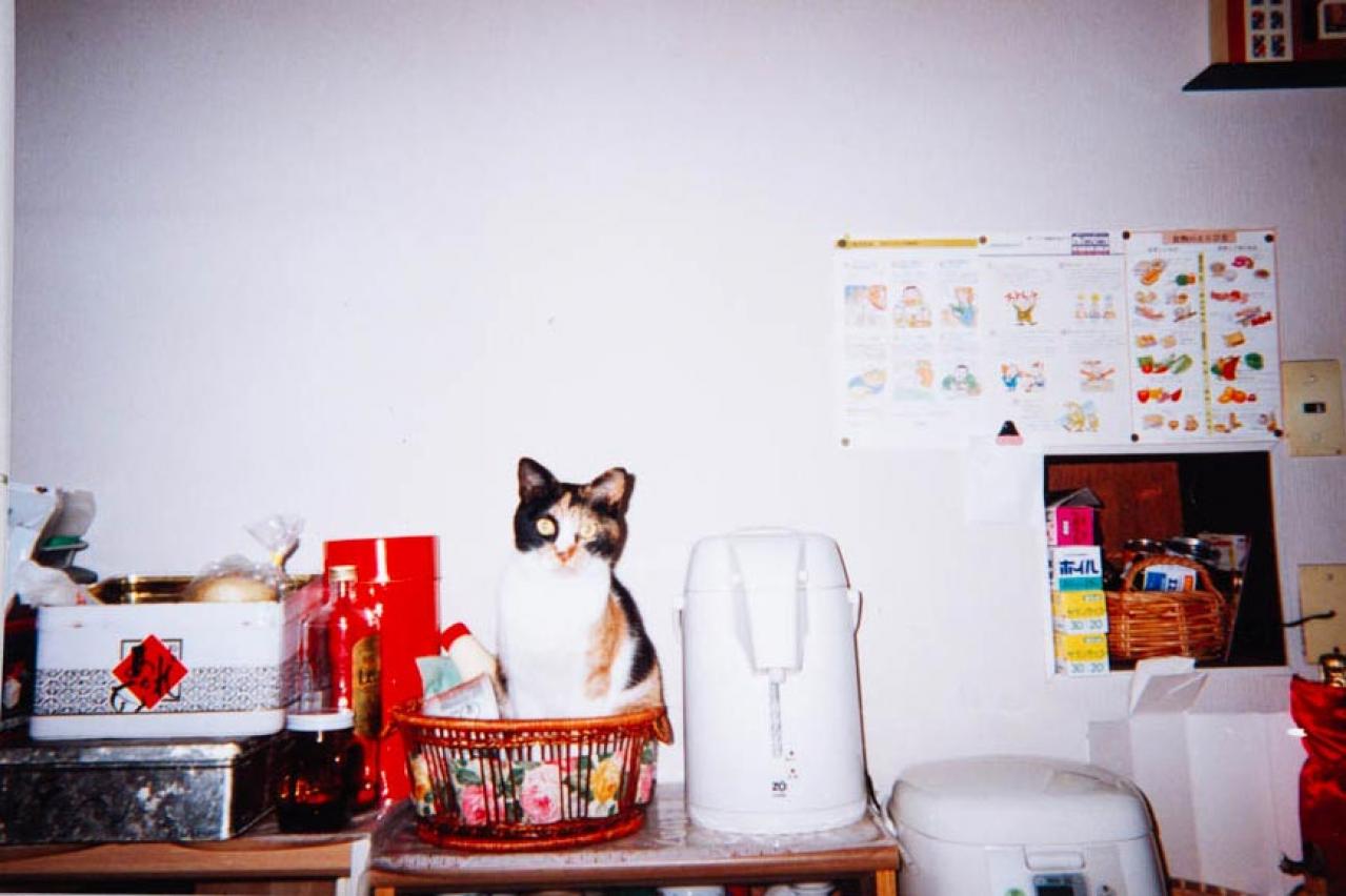 【25歳・奇跡の長寿猫】が波乱万丈の人生を変えてくれた。その物語とは？（画像6）