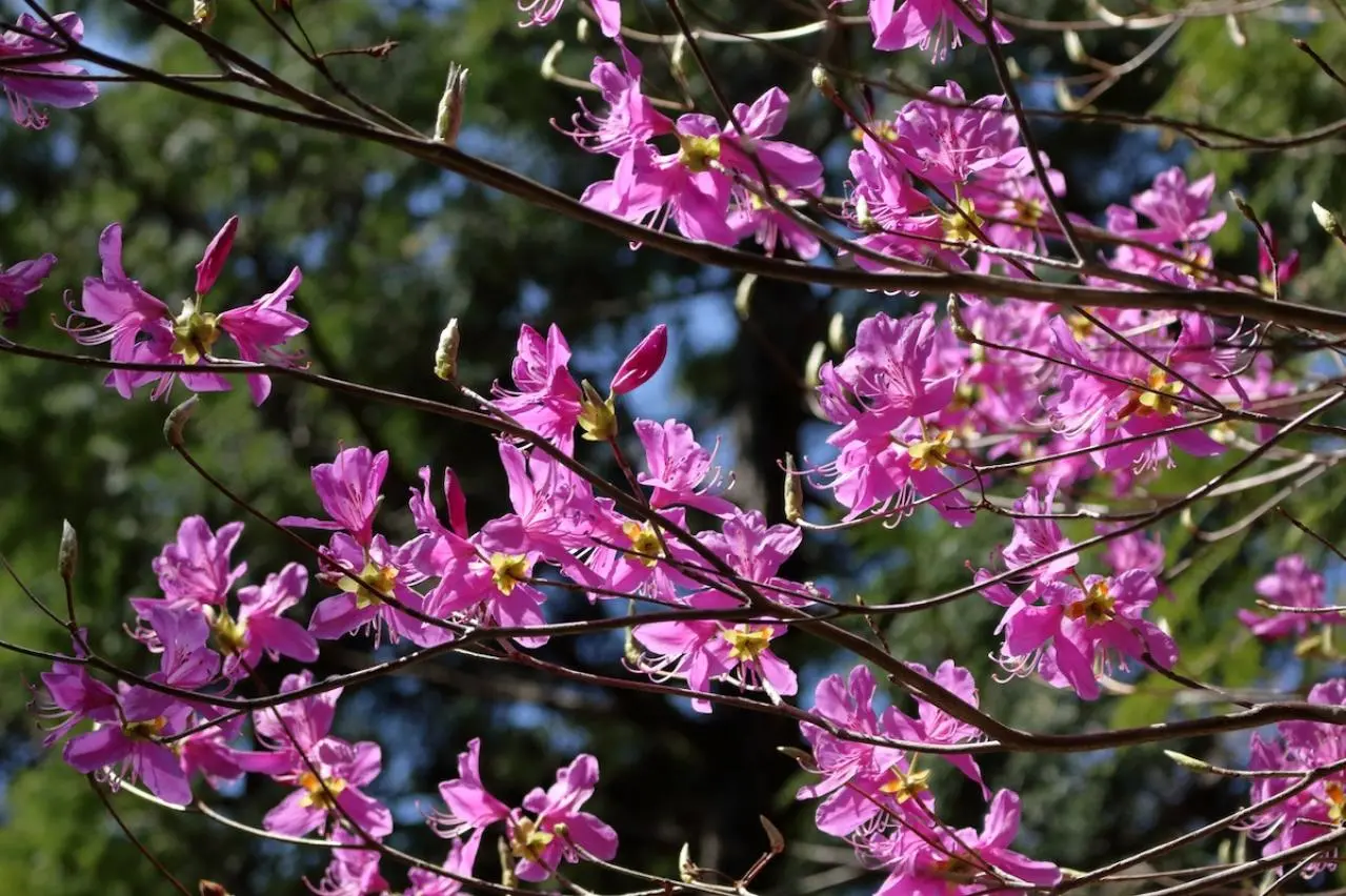 5月22日の花とは？【366日の誕生花と幸せの花言葉】 | ゆうゆうtime
