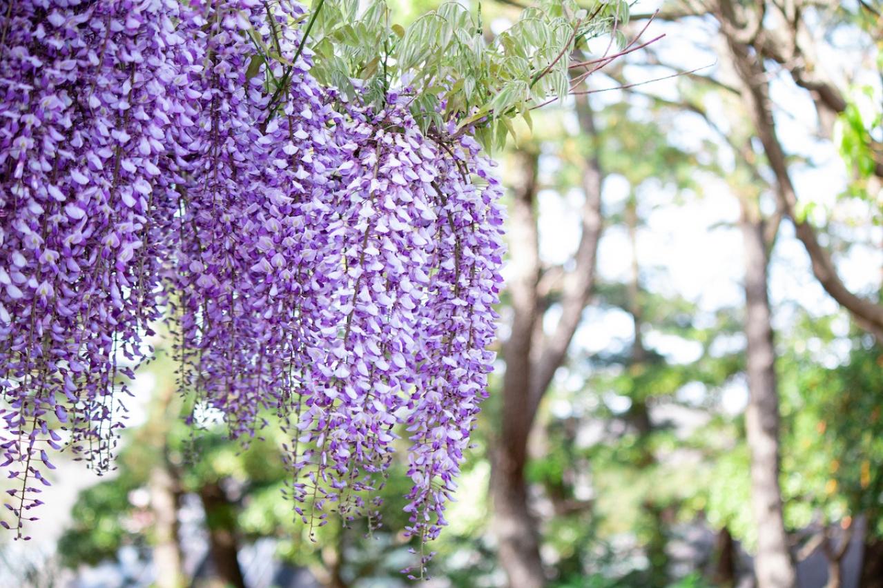 5月25日の花とは？【366日の誕生花と幸せの花言葉】