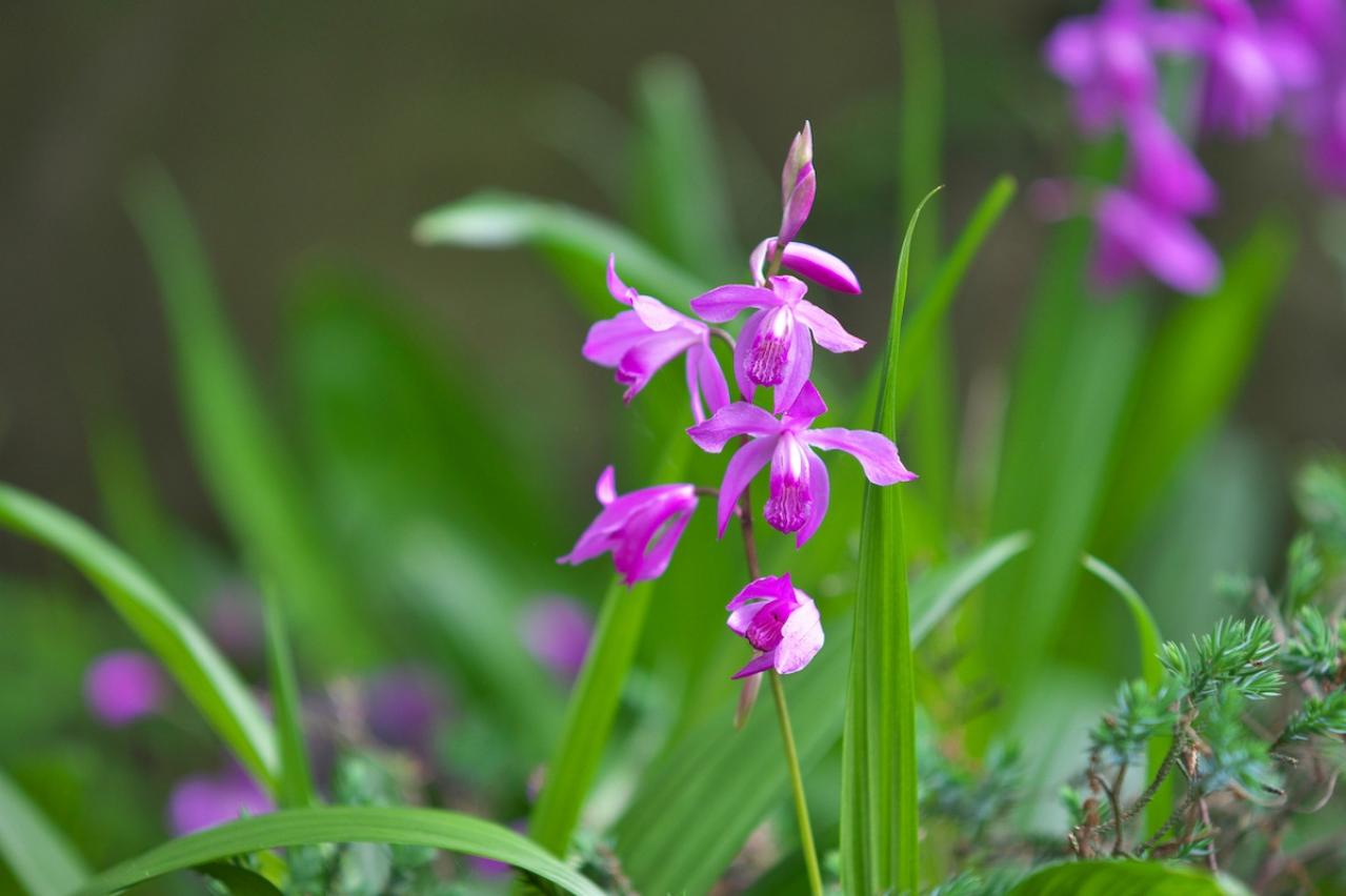 5月31日の花とは？【366日の誕生花と幸せの花言葉】