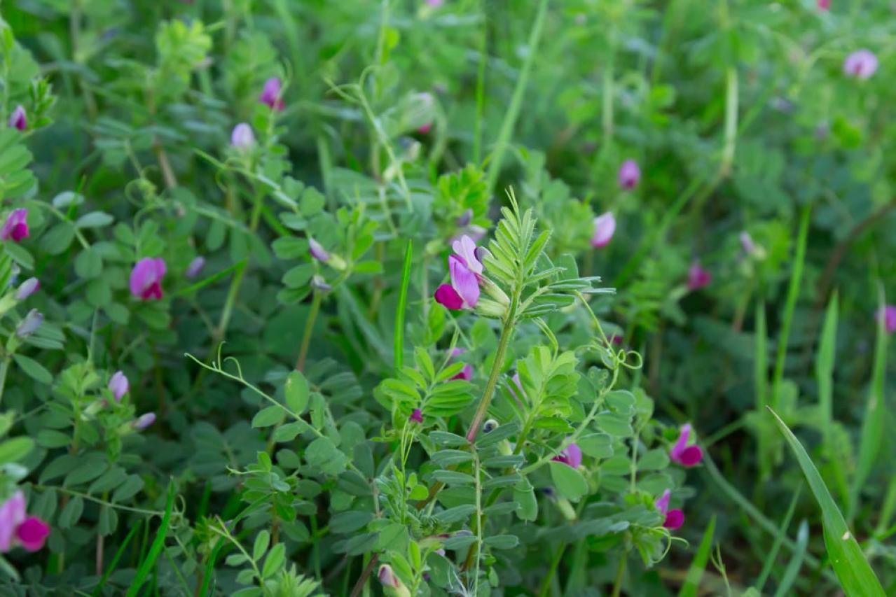 【ガーデニング】雑草を取る手間がラクになる！プロが実践するワザを伝授（画像2）