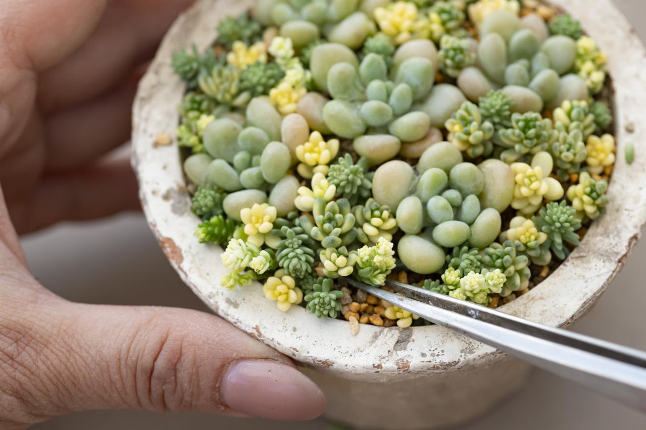 「おしゃれな色合いにキュンです」花に見立てた多肉植物の寄せ植えを作ってみよう（画像13）