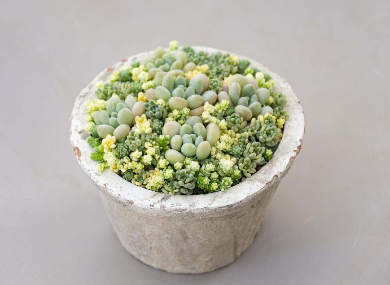 「おしゃれな色合いにキュンです」花に見立てた多肉植物の寄せ植えを作ってみよう（画像17）