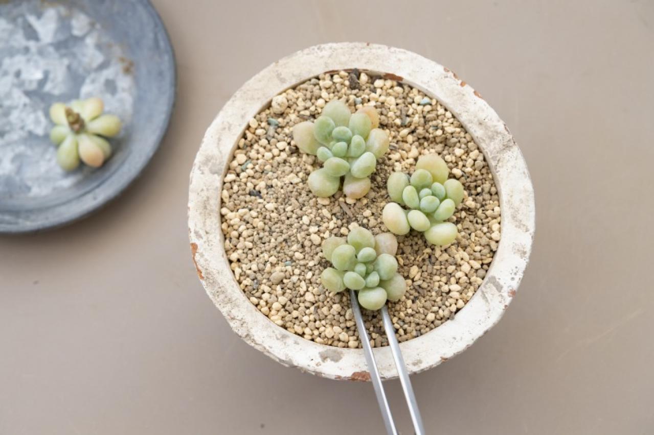 「おしゃれな色合いにキュンです」花に見立てた多肉植物の寄せ植えを作ってみよう（画像10）