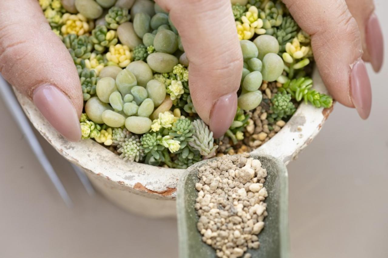 「おしゃれな色合いにキュンです」花に見立てた多肉植物の寄せ植えを作ってみよう（画像15）
