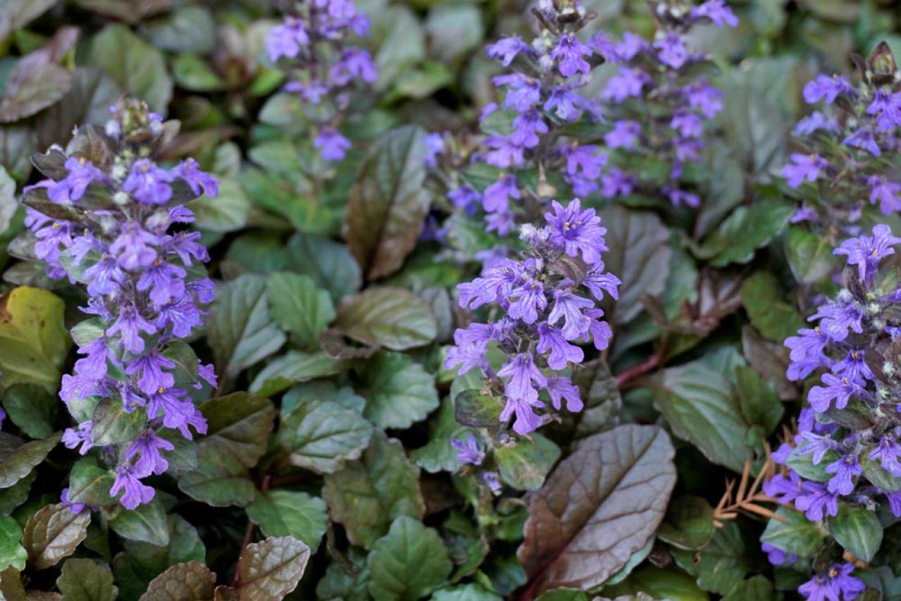 【ガーデニング】雑草を取る手間がラクになる！プロが実践するワザを伝授（画像7）