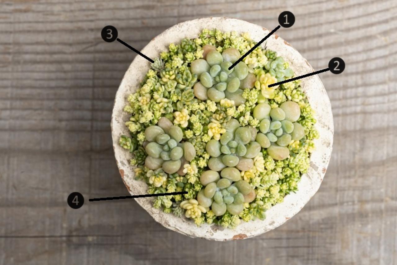 「おしゃれな色合いにキュンです」花に見立てた多肉植物の寄せ植えを作ってみよう（画像4）